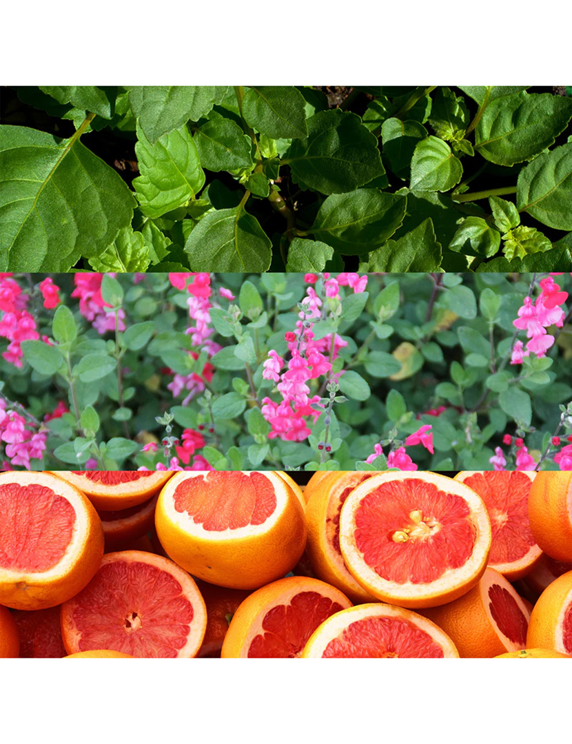 Escape for Men Eau de Toilette