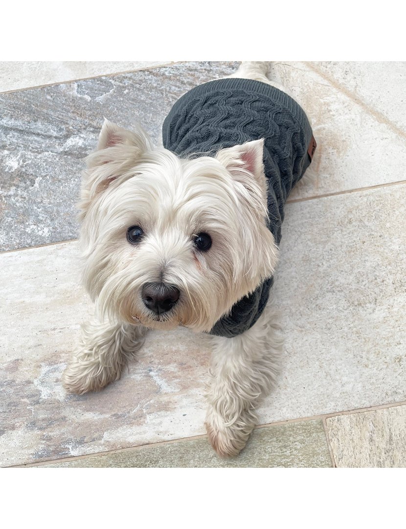 Camisola Animal de Estimação Cinza