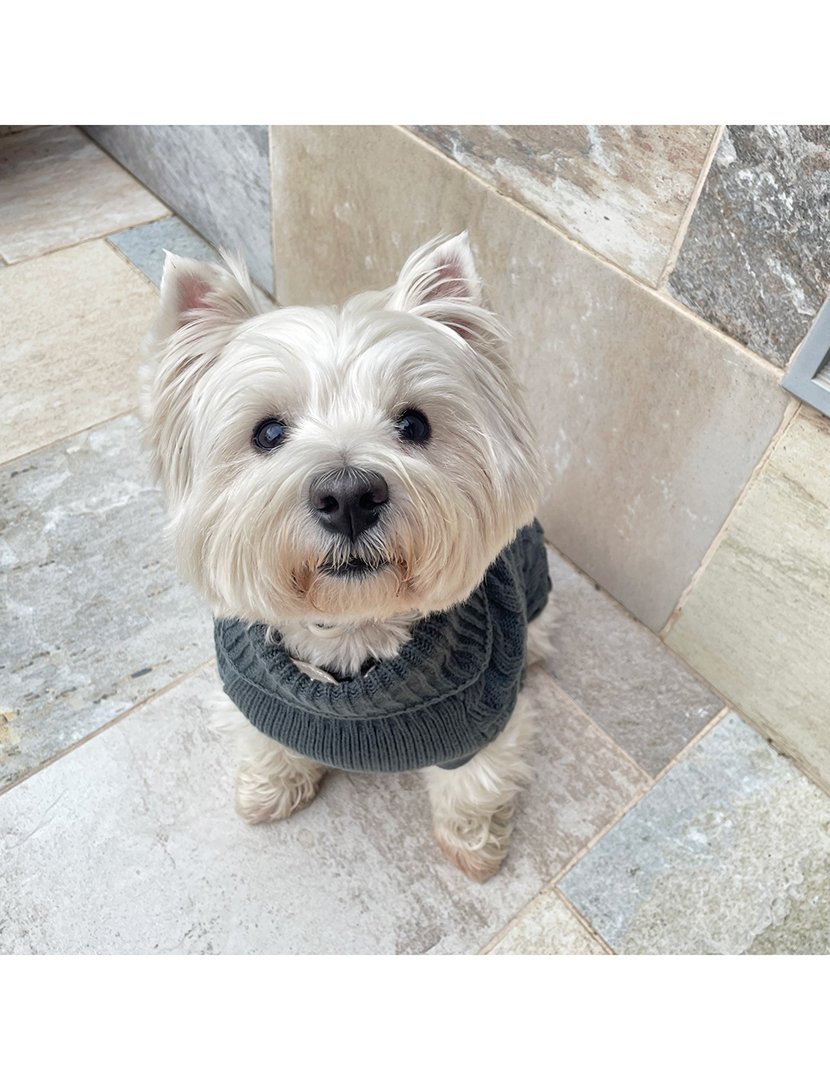 Camisola Animal de Estimação Cinza