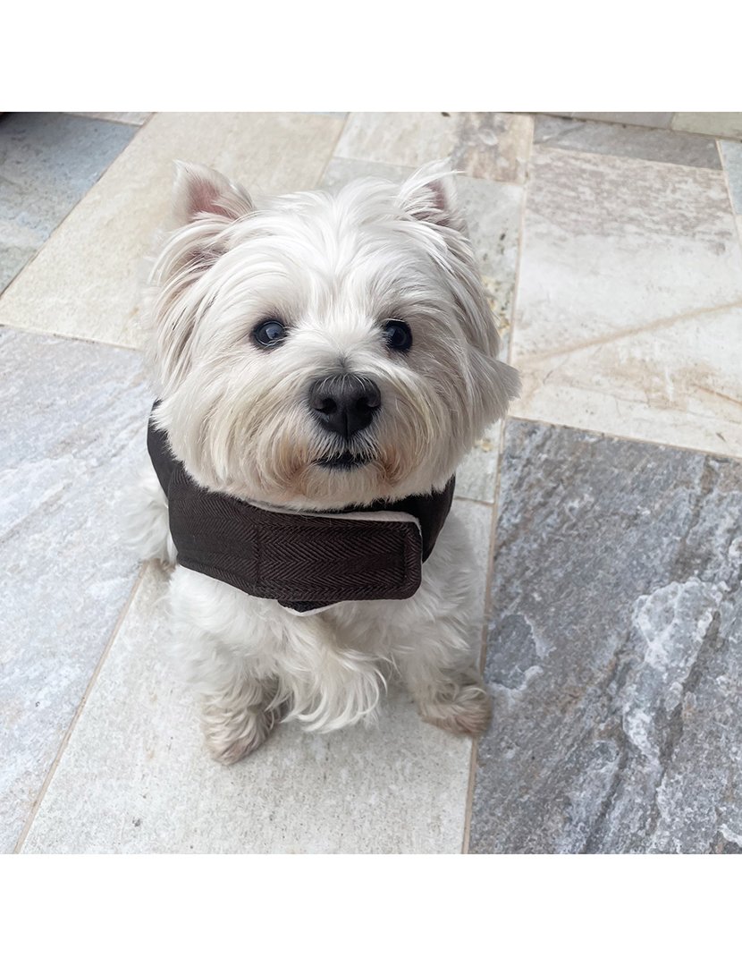 Casaco Animal Estimação Castanho