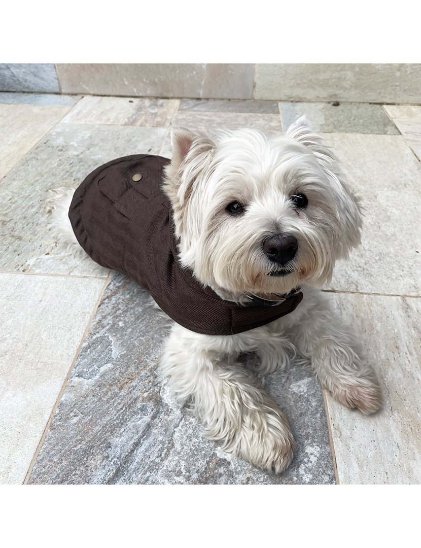 Casaco Animal Estimação Castanho