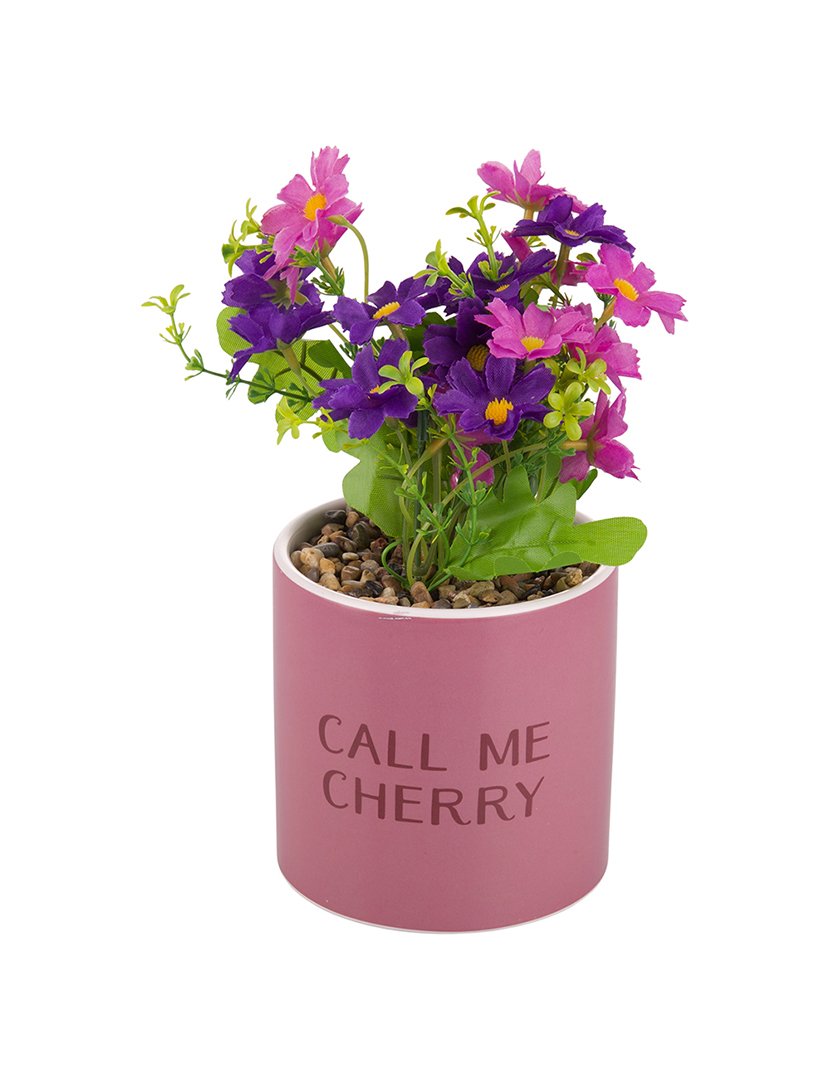 Conjunto 4 Plantas "Call Me Cherry"