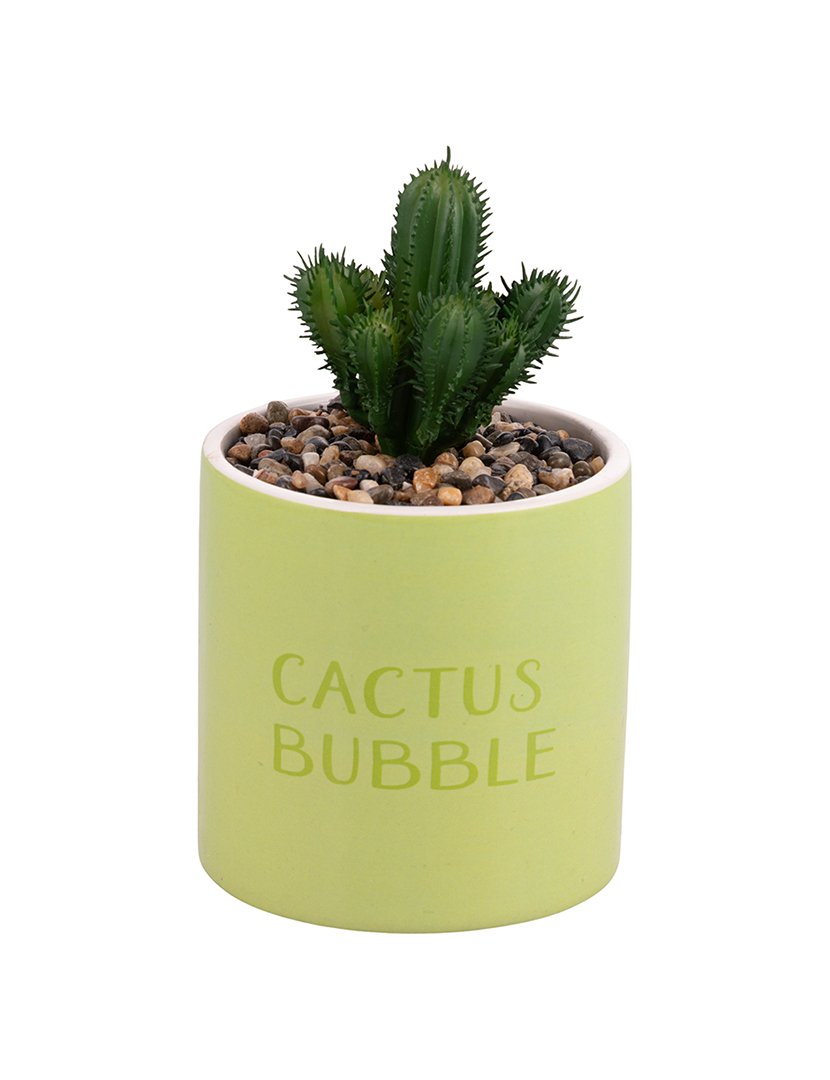 Conjunto 4 Plantas "Cactus Bubble"