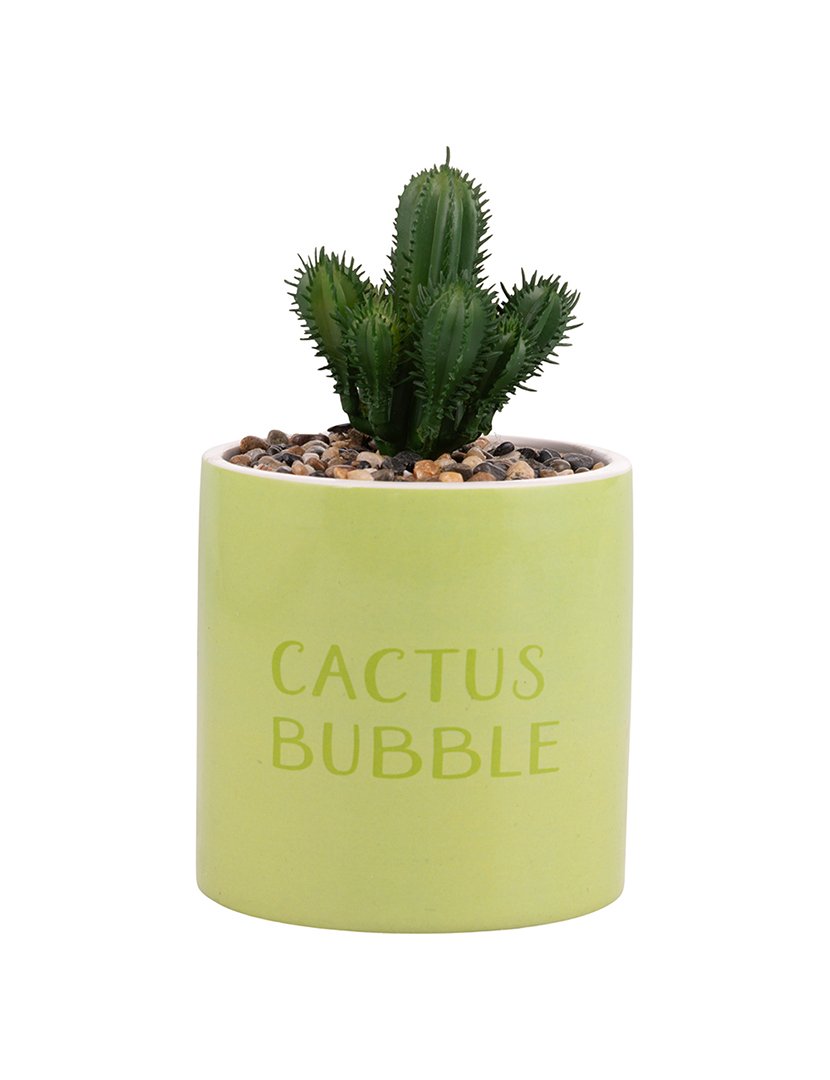 Conjunto 4 Plantas "Cactus Bubble"